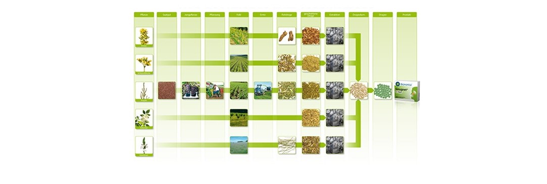 The long way from the plant to the finished medicinal product 