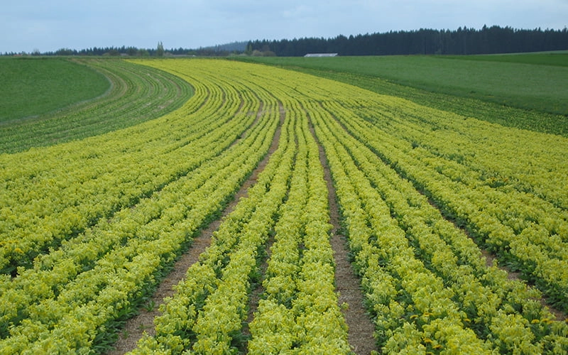 Выращивание первоцвета