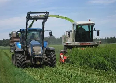 Сбор травы щавеля